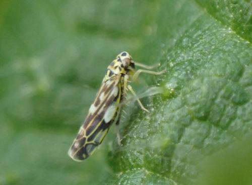 Eupteryx (calcarata-urticae)